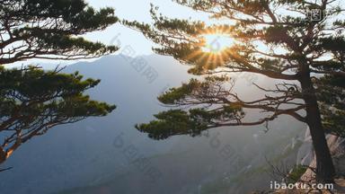 太阳树分支Ulsanbawi